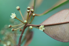 Chrysophyllum cainito